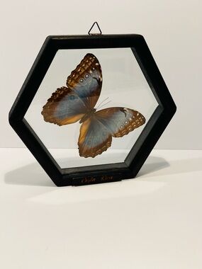 Vintage Taxidermy Blue Morpho Butterfly Display 6” From Costa Rica